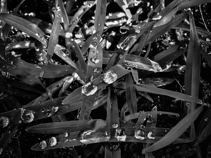 drops