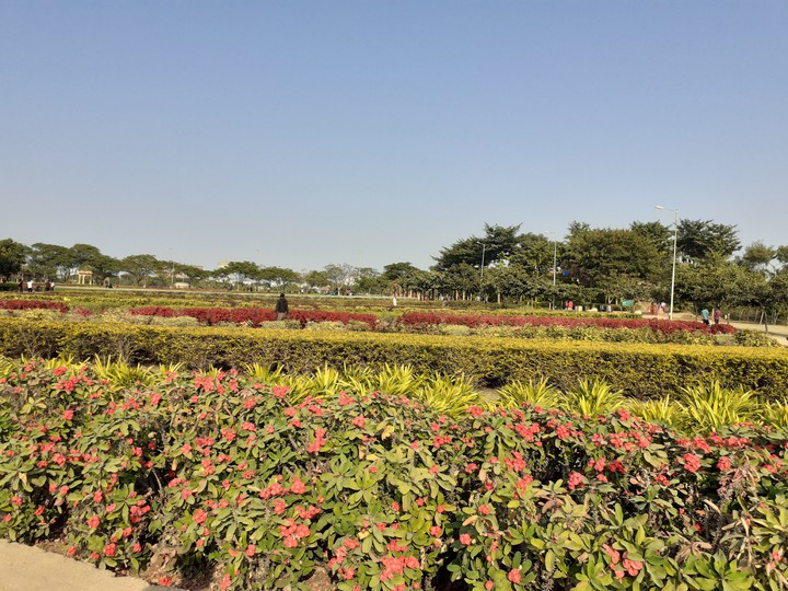Red flowers