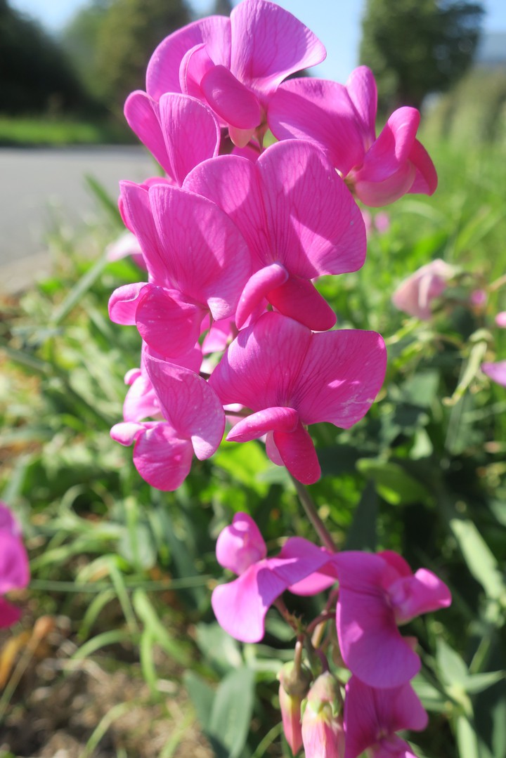 fleur