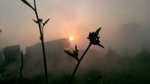 nature