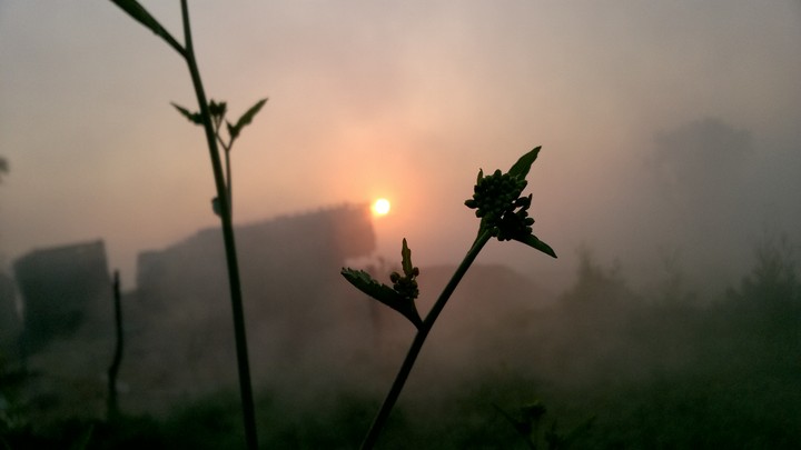 nature