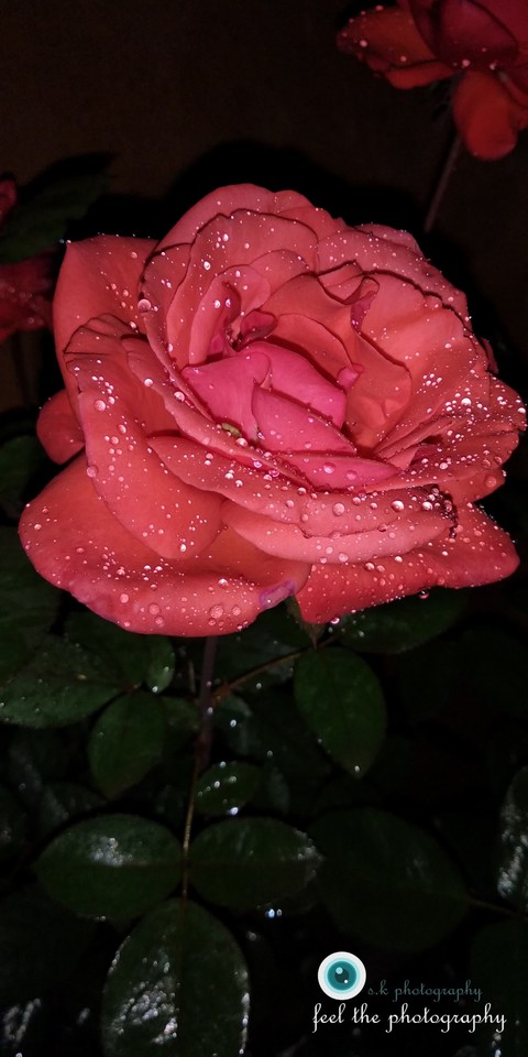 pretty flower makes your face smile
