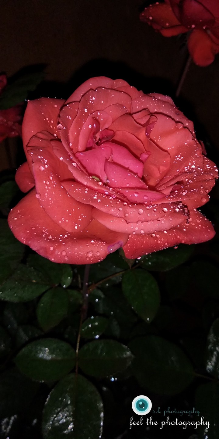pretty flower makes your face smile