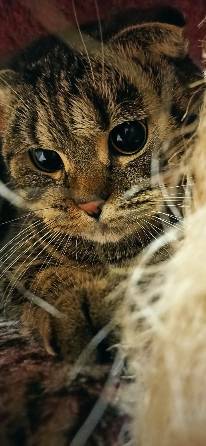 cat