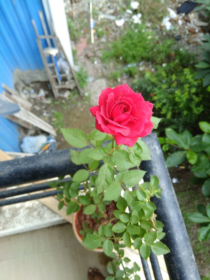 Rose