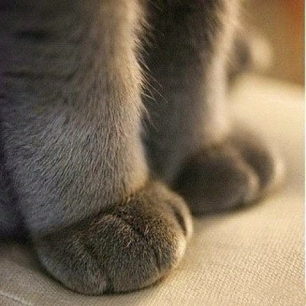 kitty