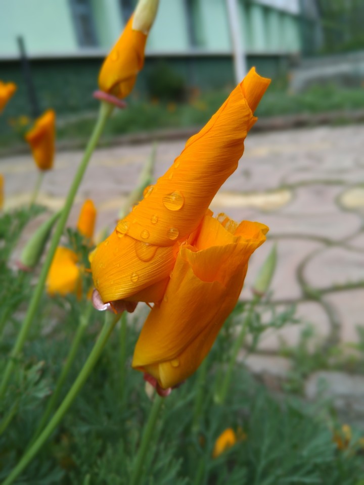 tulips of kashmir