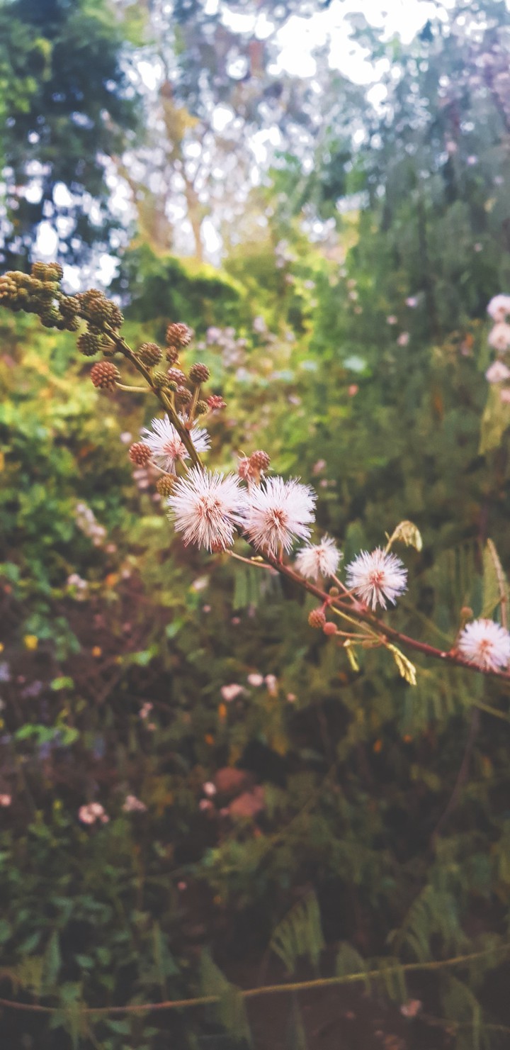 Blossoms?