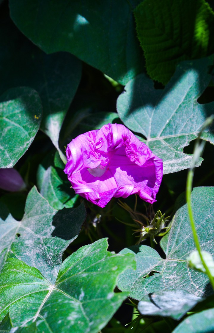 pink purple