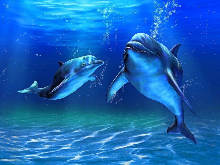 Dolphins