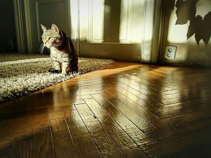 Cat time
