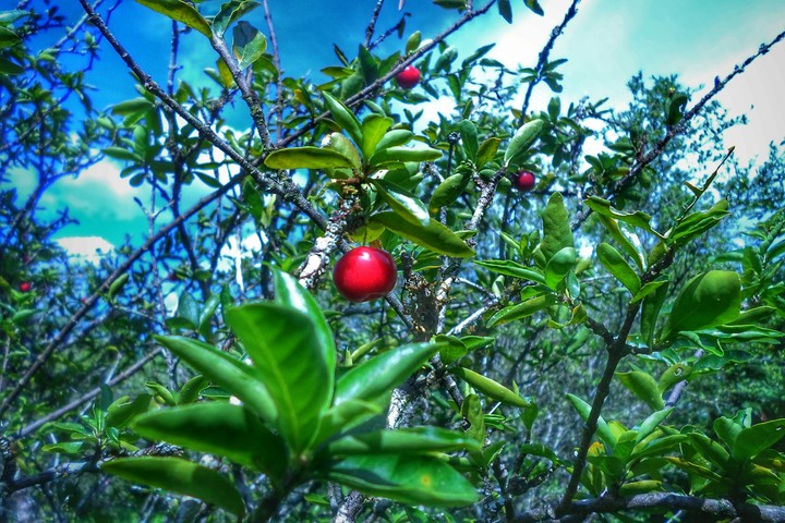 Cereza