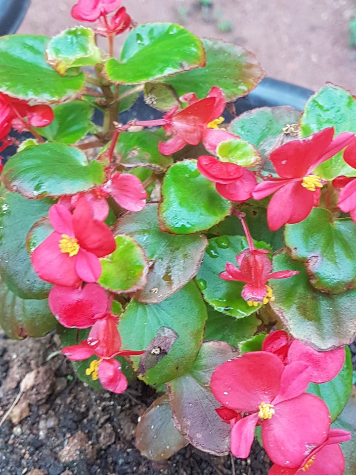 flower
