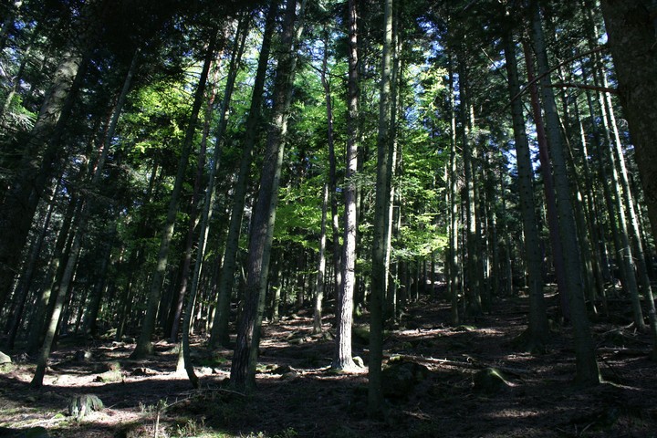 lost in the wood