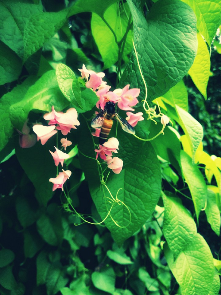 Nature with its beauty