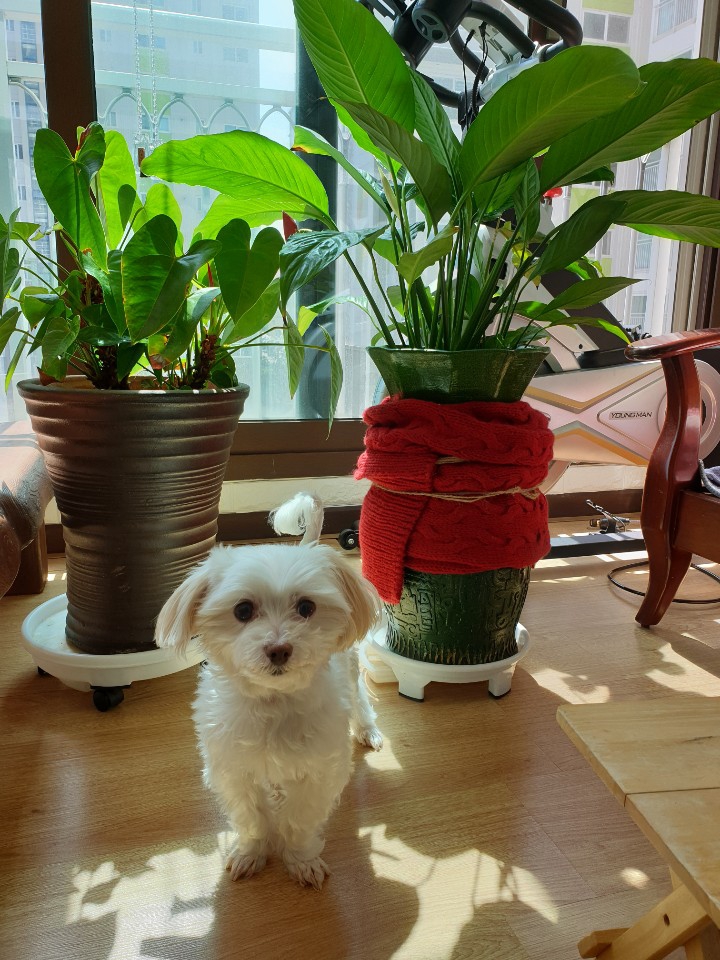 my puppy