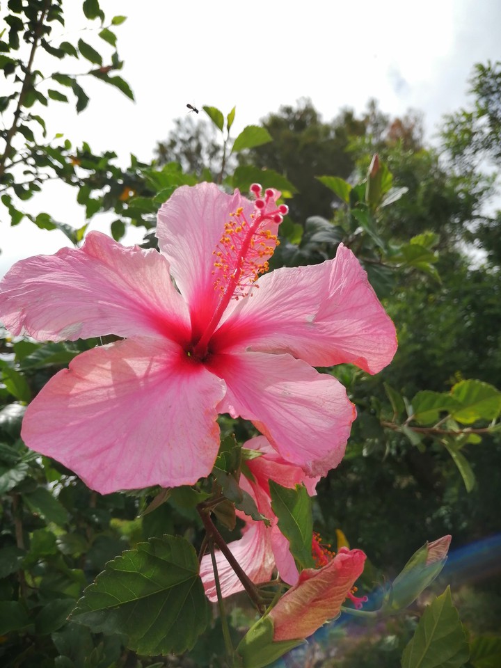 #hibiscus
