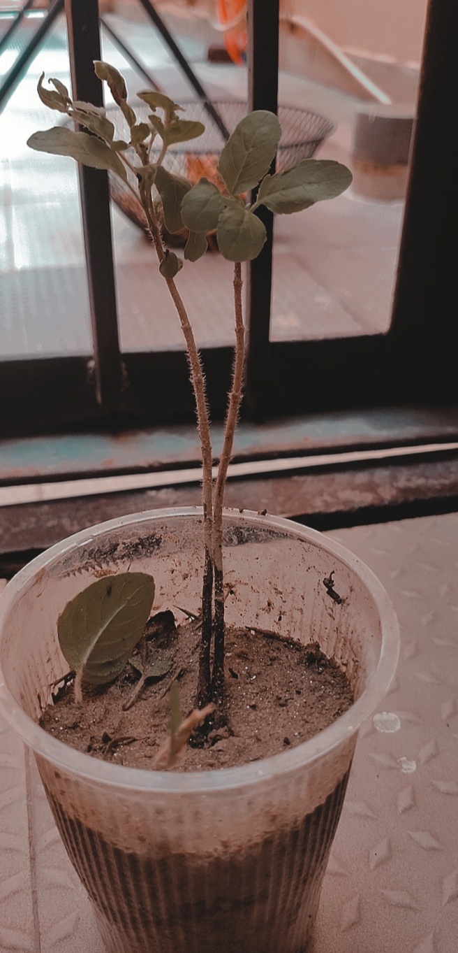 Tiny plant