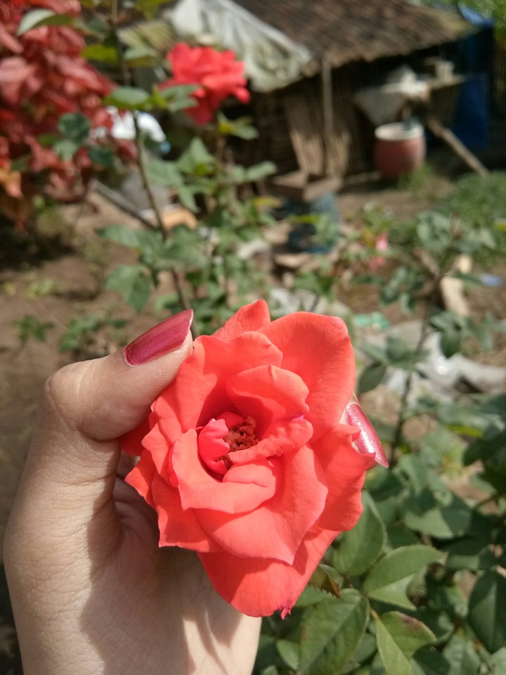 orange