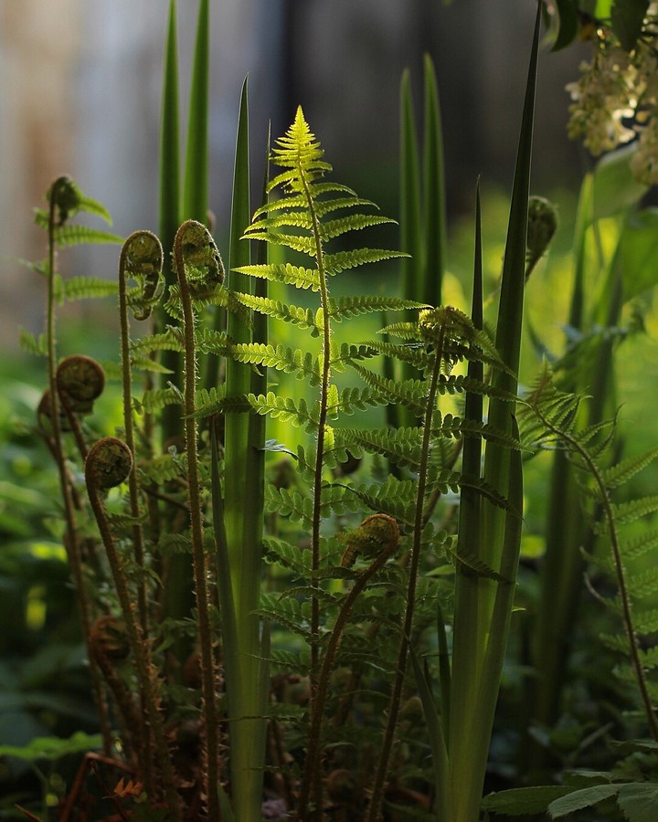 fern