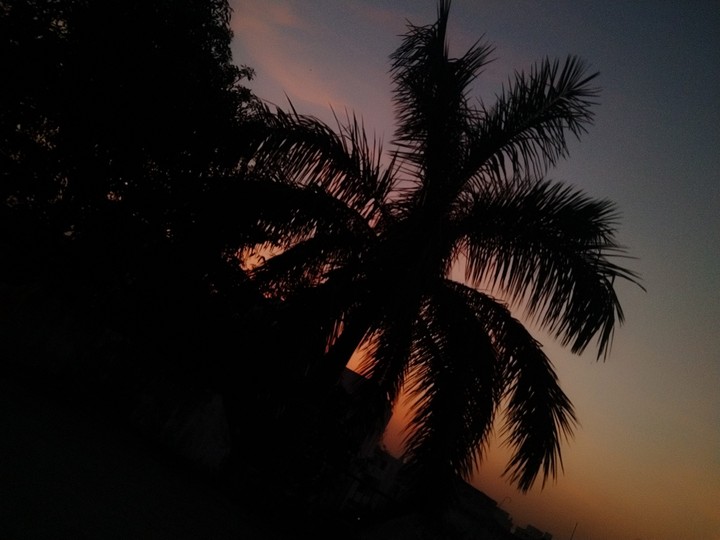 coconut tree......