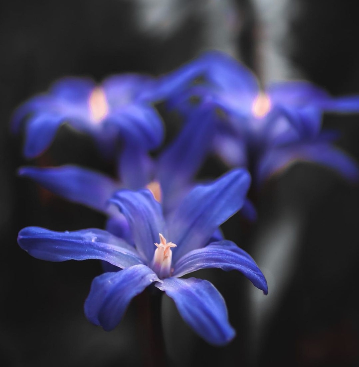 Purple_flower