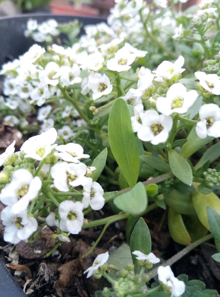 White flowers