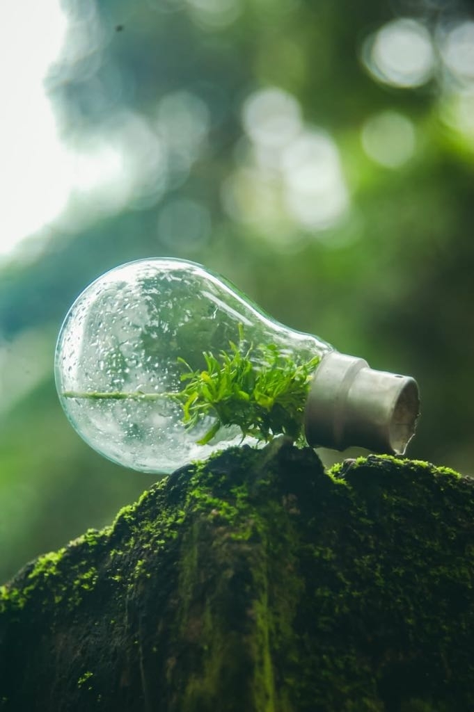 bulb