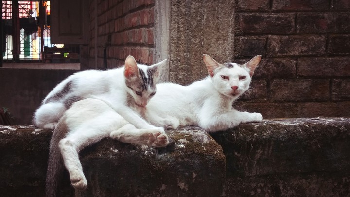 Kitty Kitty ?