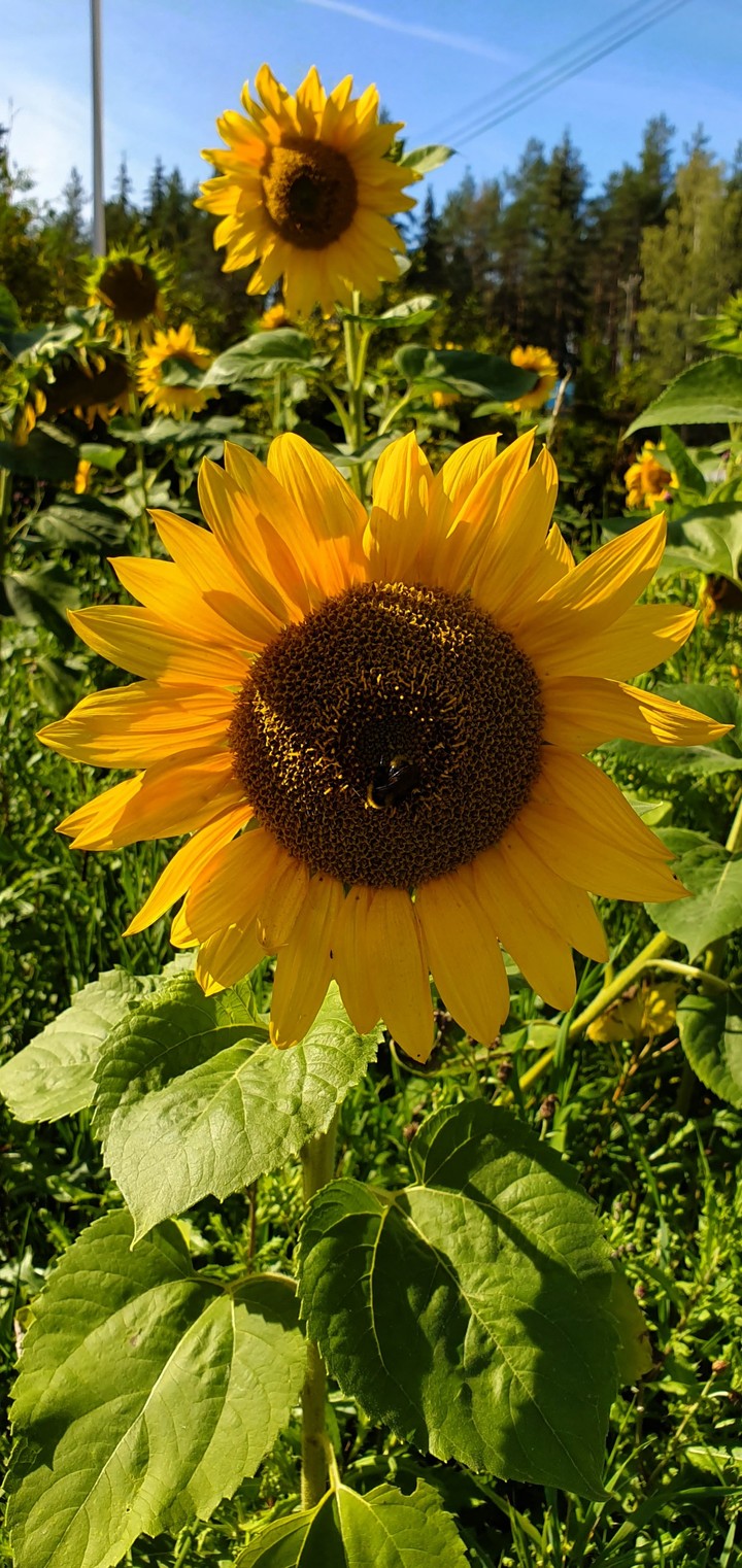 Sunflower