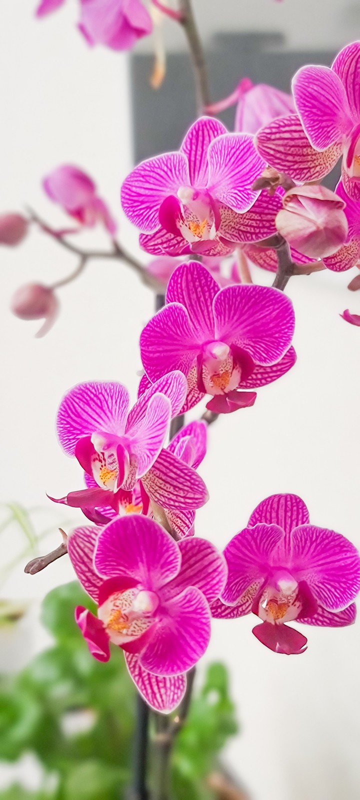 Blumen