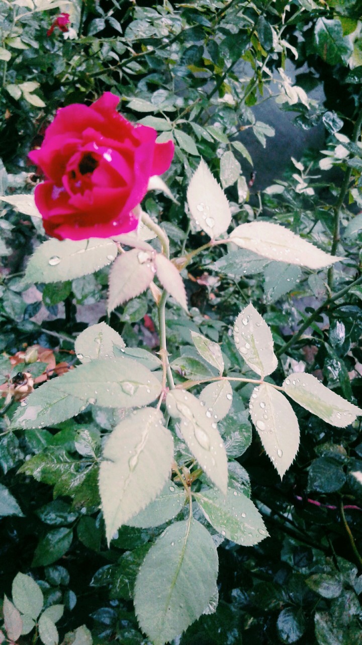 rose