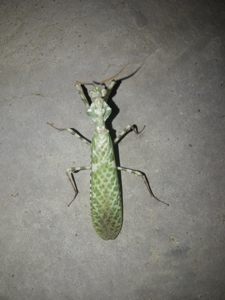 insect