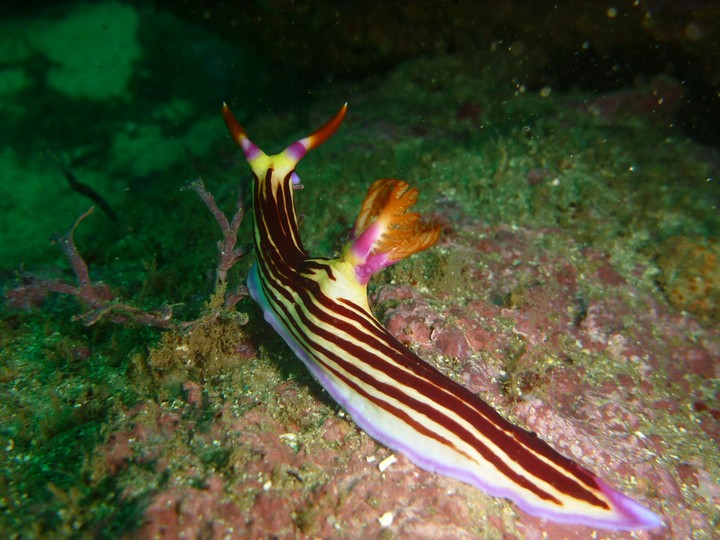 banana nudibranch