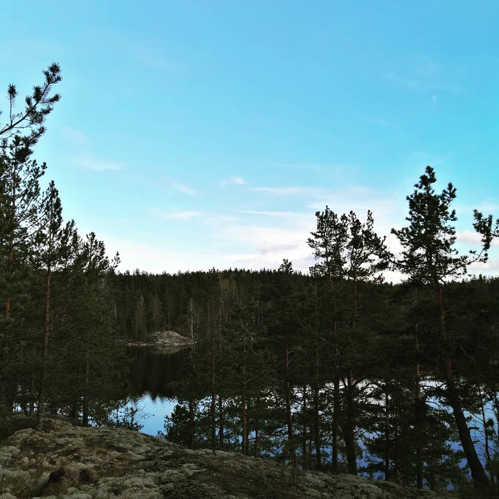 forest