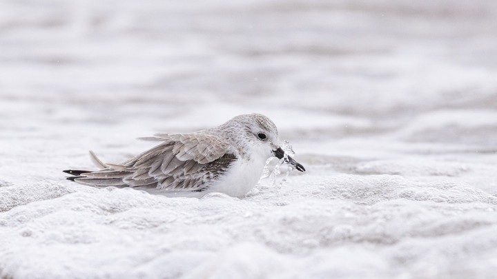 bird