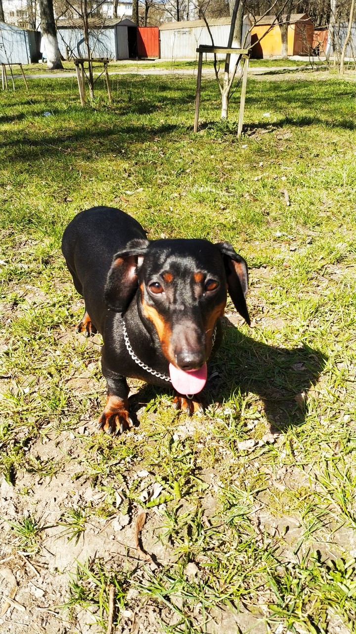 Stella
