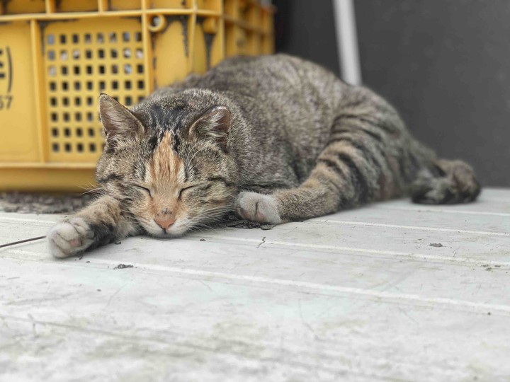 고양이