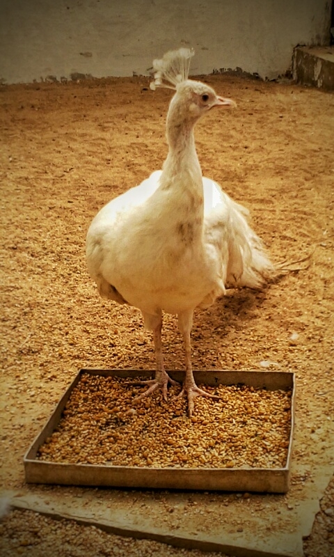 White peacock