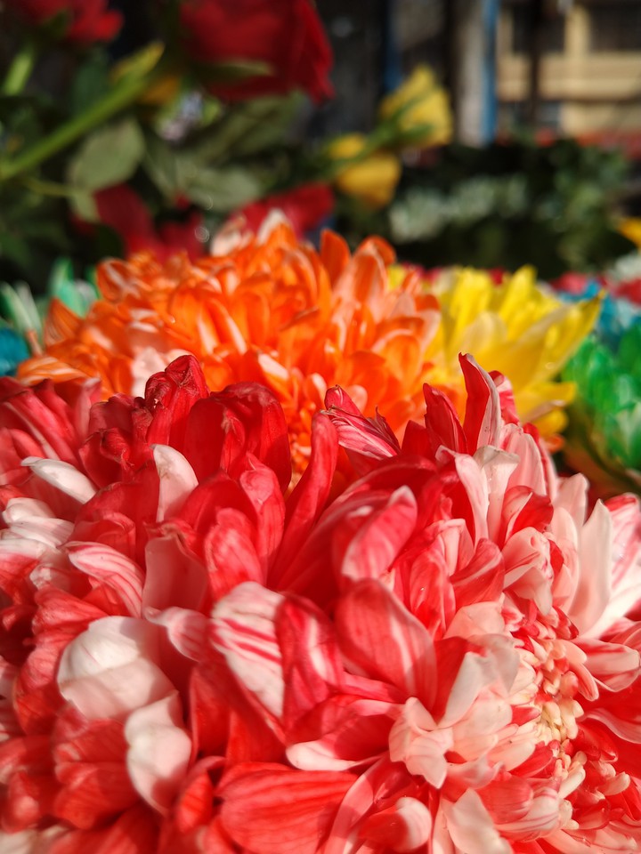 Colors of Love.... Love of Color....