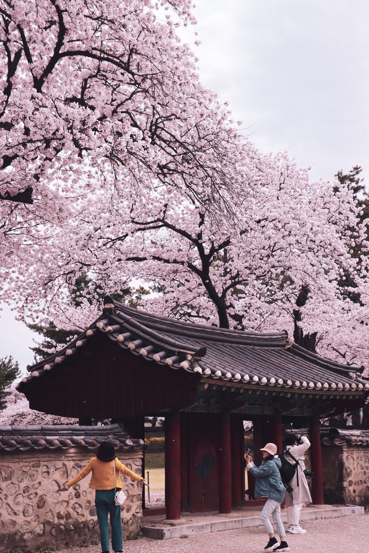One day spring came to Gyeongju