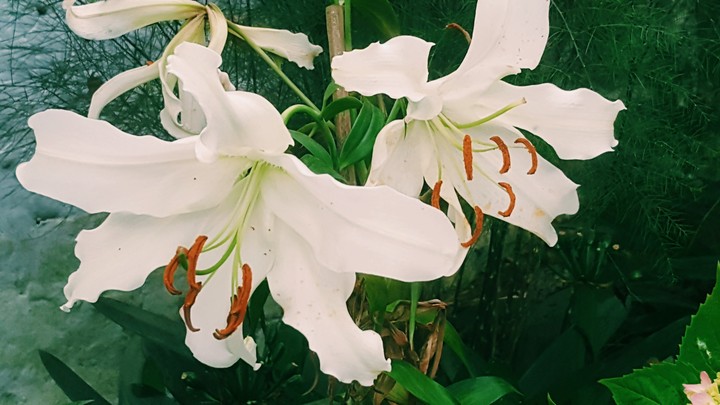 Blooms