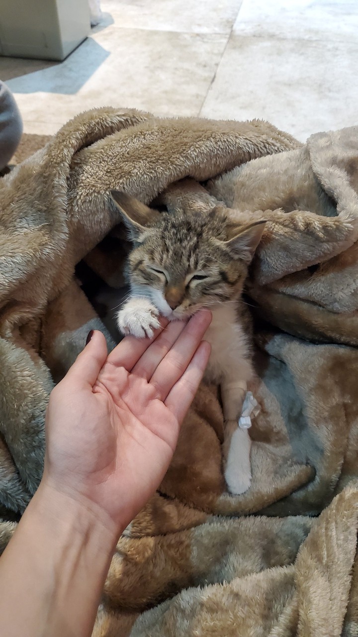 cat