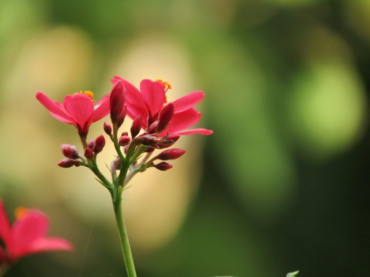 blurred flowers