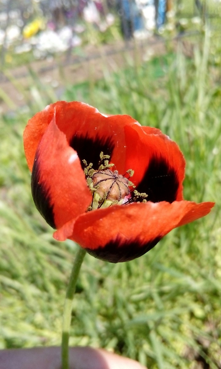 poppy