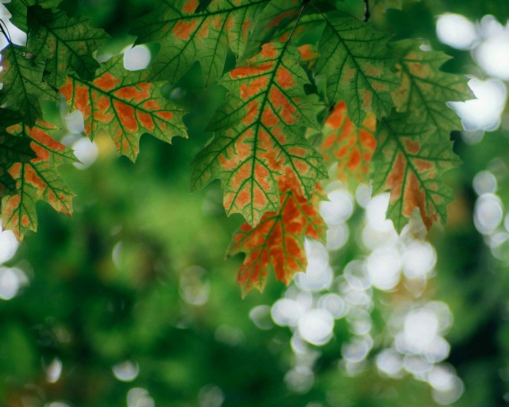 leaves