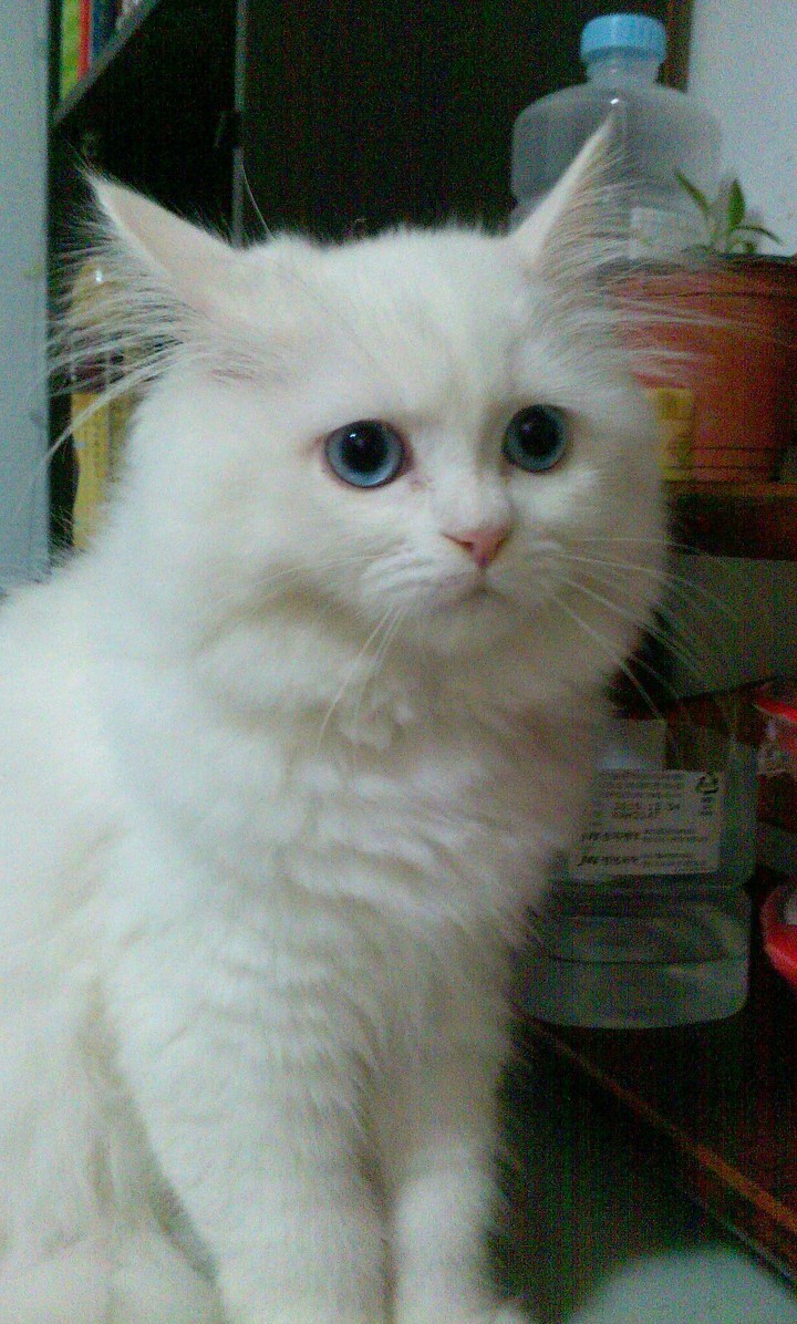 모델 냥이