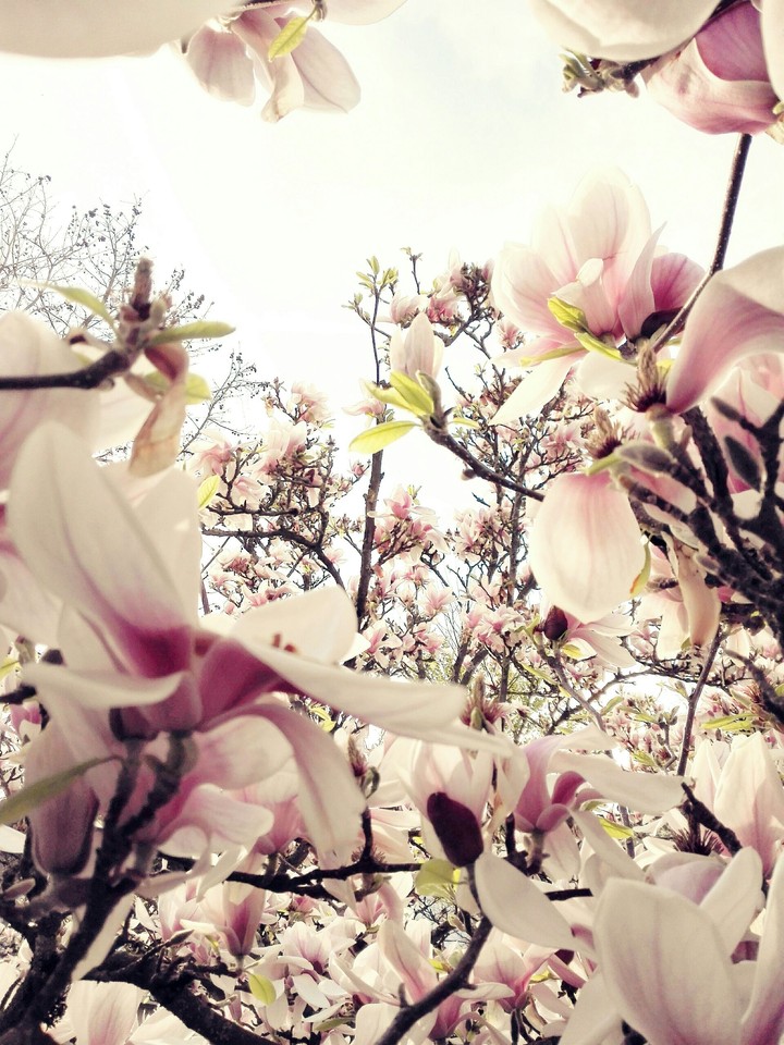 Magnolia