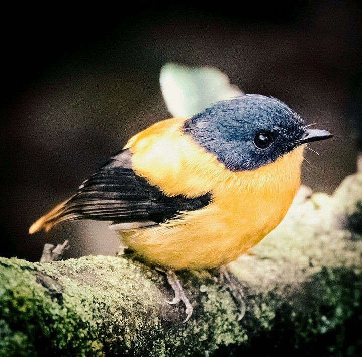 Beautiful Bird