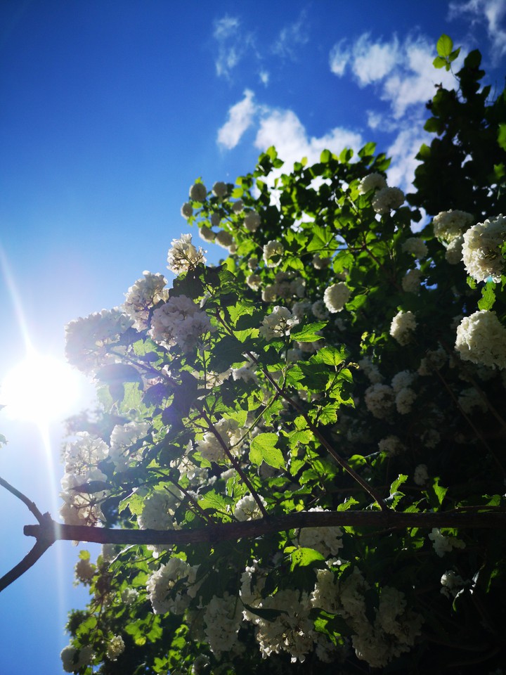 Sommer
